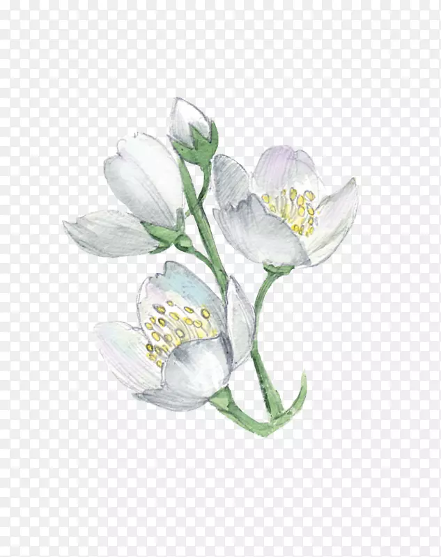 �׻�ֲ���ͼ.ˮ�ʻ�-������