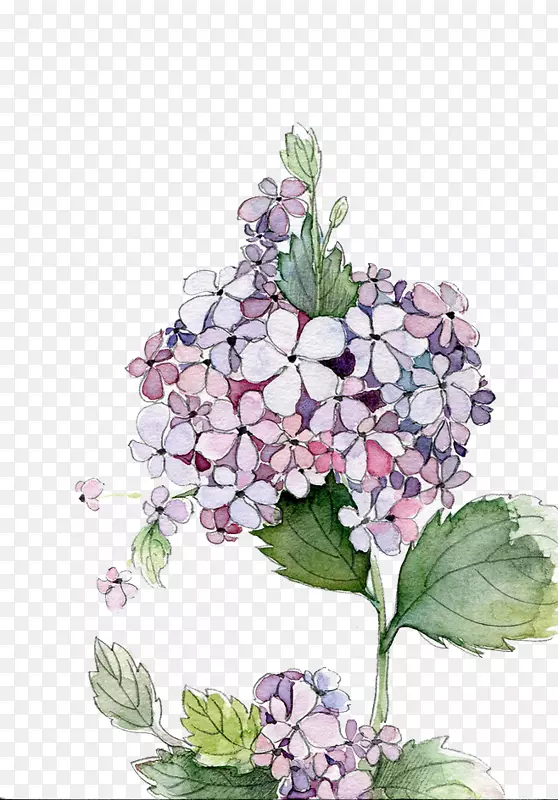 ����ˮ�ʻ���ˮ�ʻ�-������