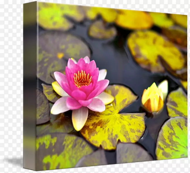 ���Ȱ���������ֲ������Ұ������25-������