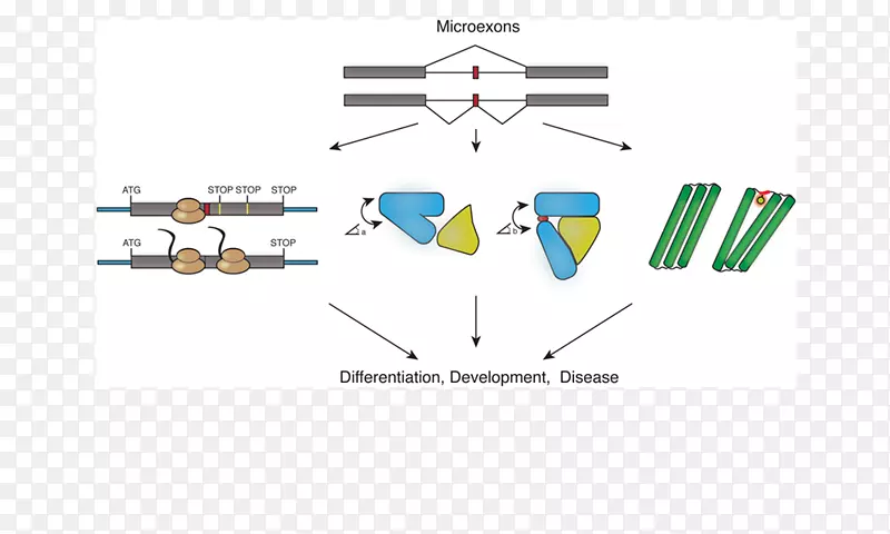 Ʒ��ͼ��-������