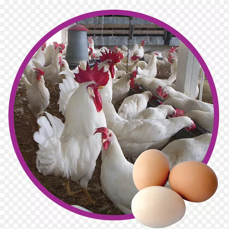 ���ݰ���ũҵ�۸�-��-������