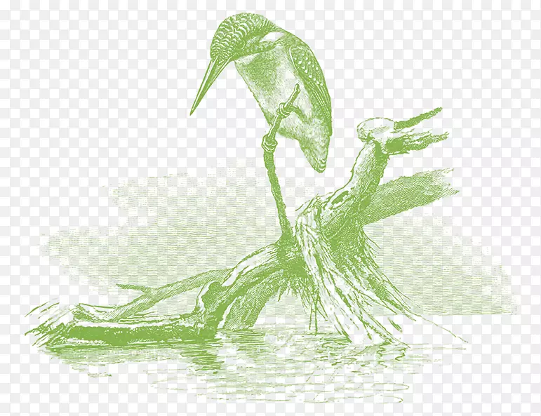 ��Ҷ��/m/02csf-Ҷ-������