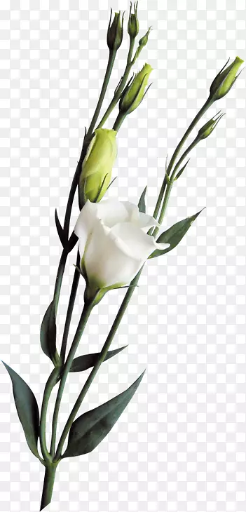 �����ͼ��-������-������