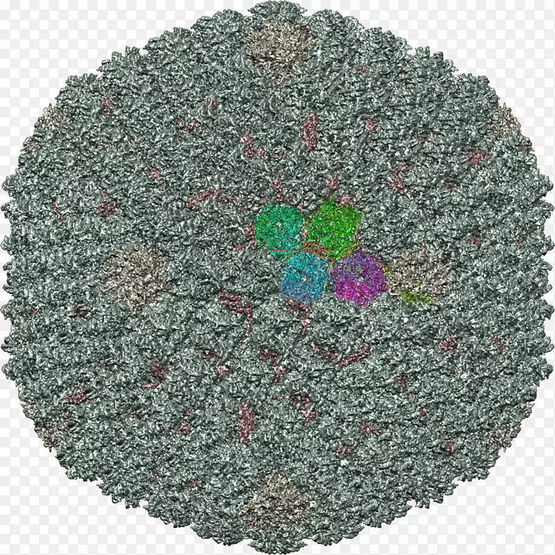 ��ë��-������