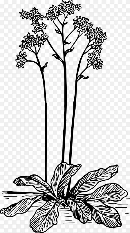 ������ơ��л�������ֲ�ﵥɫ���-������