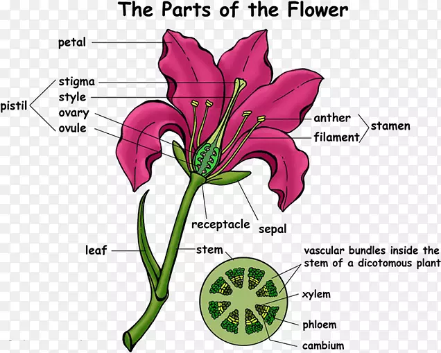 ����ֲ�ﳬ�����л�-������