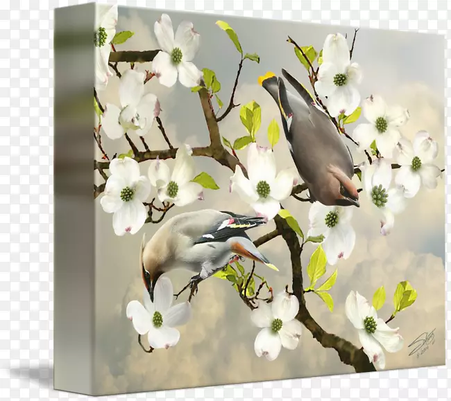 ӣ��������ƶ���-ӣ��-������