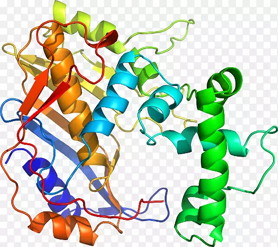 ֱ�ߵ����ﶯ���������-������