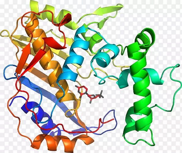 ֱ�ߵ����ﶯ���������-������