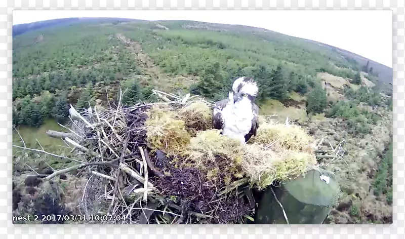 ��ľ��ֲ��Ⱥ����ľ��-ֲ��-������