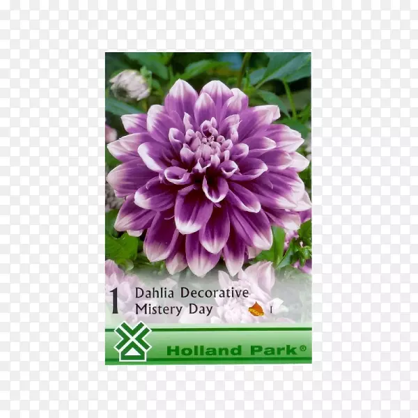 �������򾥰ٺϲݱ�ֲ��-�۾�-������