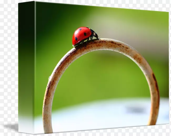 �����Ӱ���-������