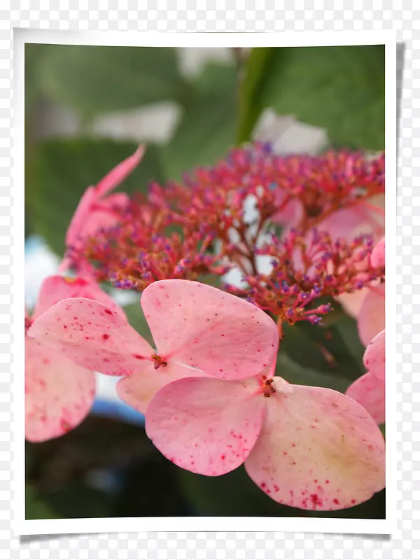 ����ƻ���ۺ�ɫ-������