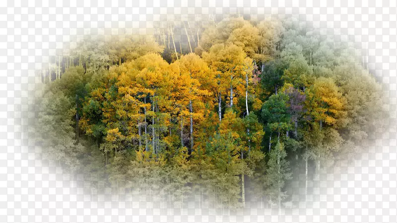 �������ֽ����-������-������