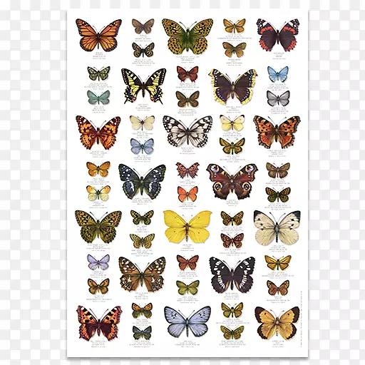 ����Ӣ�����溣��-����-������