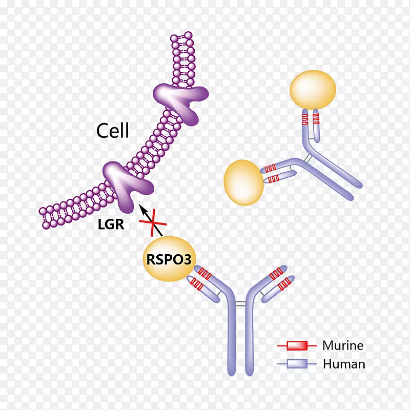 ҩ�ﱴ������������Ī������Ӧ��Ƥ�ױ�̬��Ӧ-������