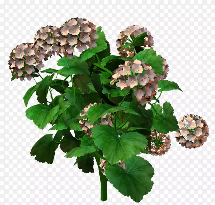 ����ֲ��-������