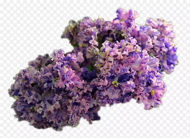 Ӣ��޹�²��л�-������