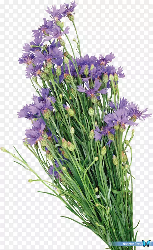 Ӣ��޹�²�ˮ�ʻ��ͻ�-������