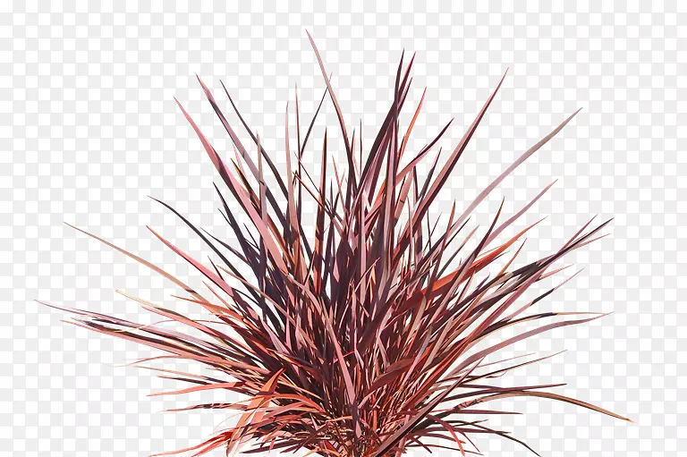 ������������ֲ���-ֲ��-������