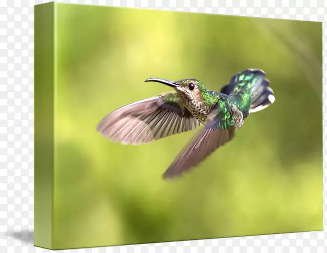 ���涯��Ⱥ����-������