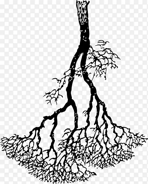 ϸ֦���������������ݽṹ������-������