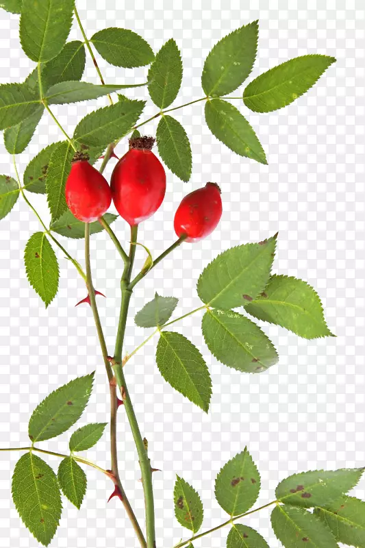 õ���β���-õ��ߺ�õ����Ӱ�̣��ʹ�-�������õ���β������ϡ�-������