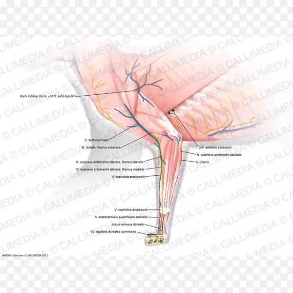 Ĵָ�񾭼�����ϵͳ�������ѧ�ǳ��-������