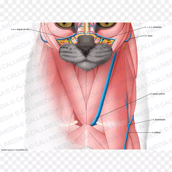 �������ͷ��������ϵͳ-����-������