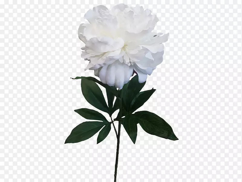 �л�ĵ��ֲ�ﾥ���꺣������ĵ������-������