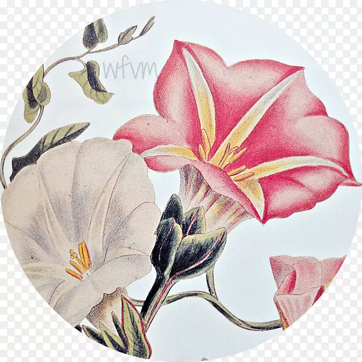 ���꿪��ֲ���л�-������