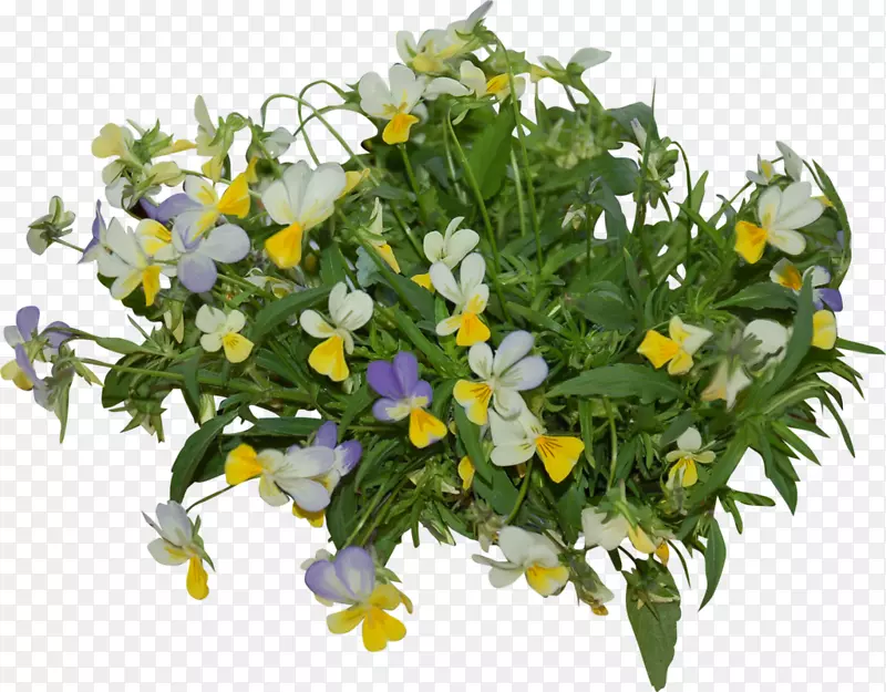 ��������л�ֲ�ﻨ��-������