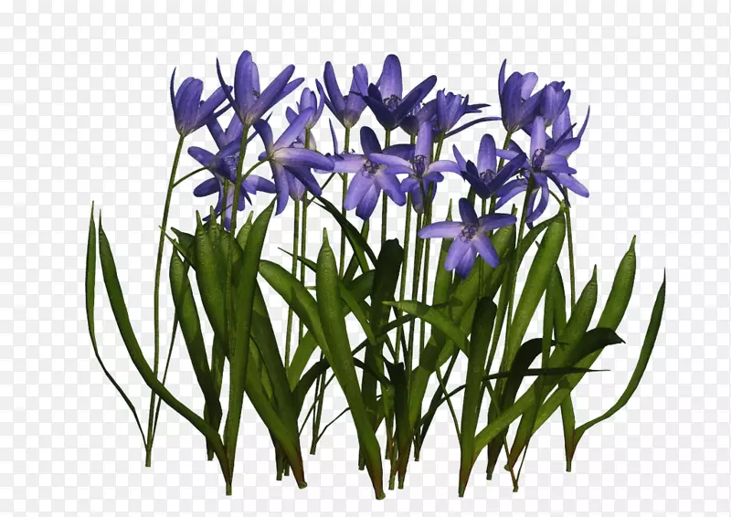 Crocus VIP���ߵ�����ʼ�-���컨-������