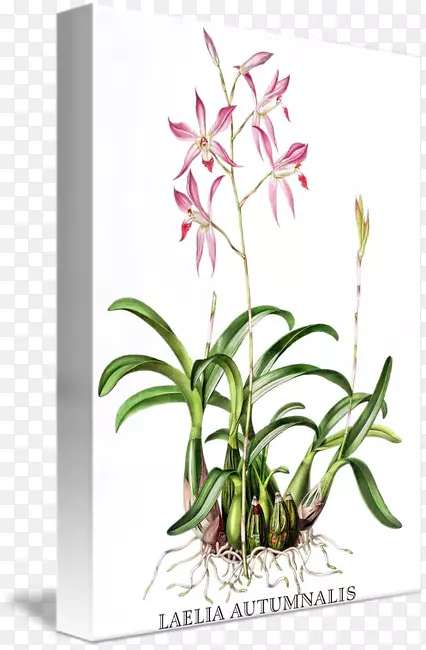 ����ֲ���ͼ-������