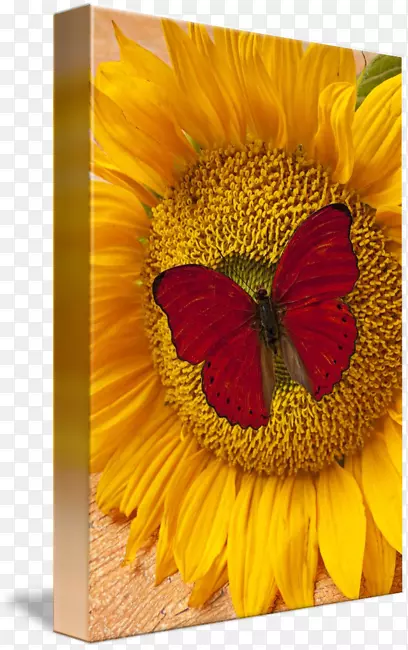 ������ͨ���տ�����ƺ����-������