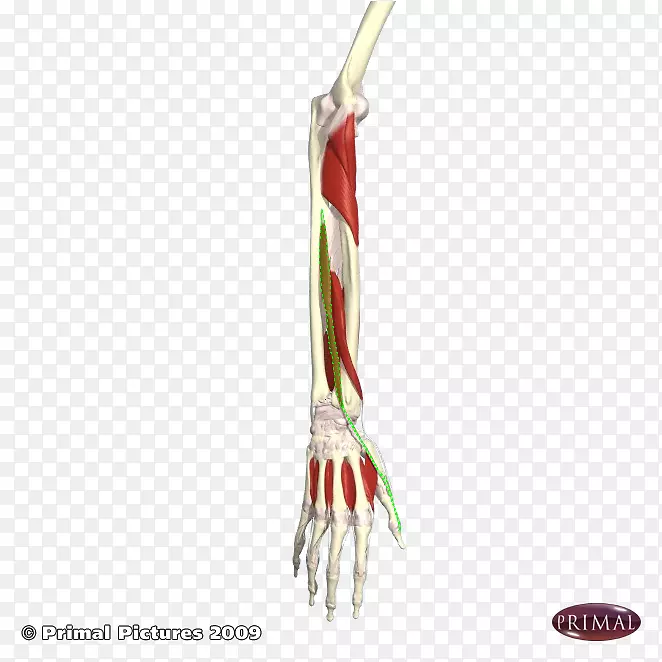 ��ָ-������