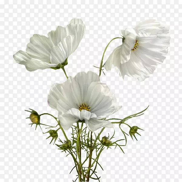 ����ֲ���������껨�껨-������