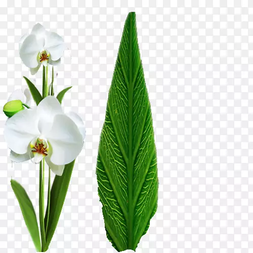 ������������ֲ��-������