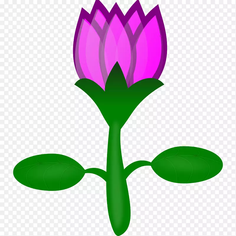 Nelumbo nucifera��ͼ����ͼ��������ۺ컨��ͨ-������