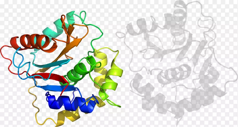 ������Ϊ��Ҷʳ�������-������