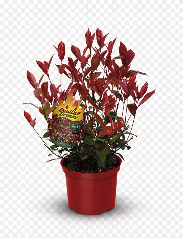 ��ͷʯ����������ֲ����ܣ�����ֲ�ֲ��-������