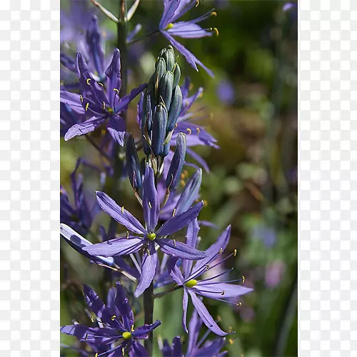 Ӣ��޹�²ݻ�����������-������