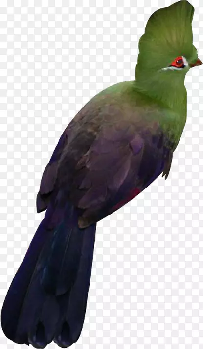 ��ද����ë-������