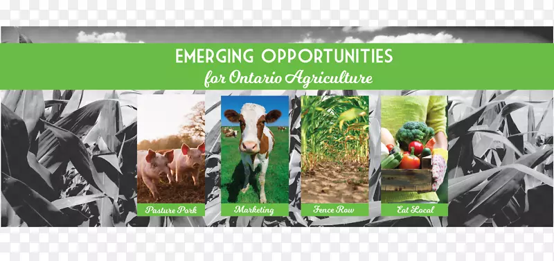 ��ͻ״��ʳ������Ƶ������-������