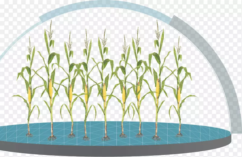 �̱�������ֲ���ѧ���׶���ֲ��-������