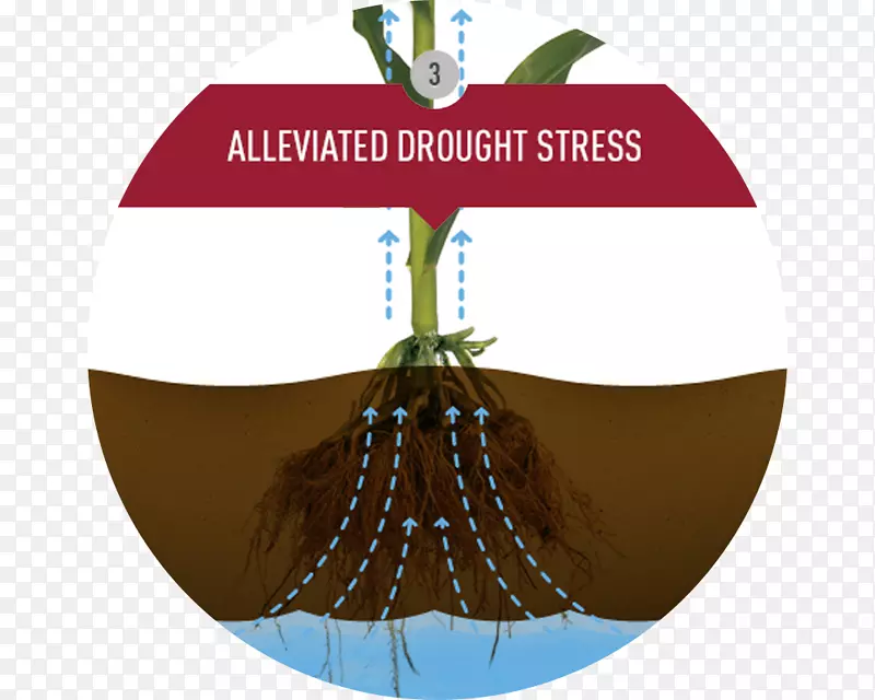 ʥ��װ��ʥ����Ʒ����-������