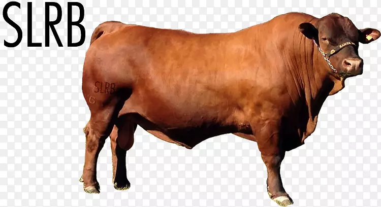 ţ��ţ-������