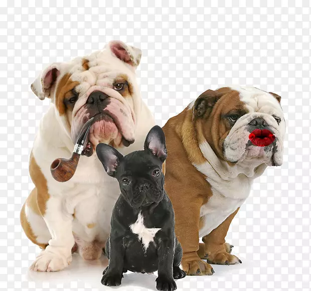 ������ţȮèС������è-������