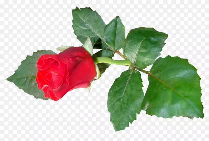 �����ռ���Ӱ��-����˹�޹�˹-������