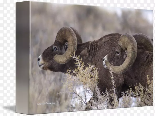 �������Ұ������.���-������